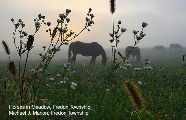 Horses in Meadow