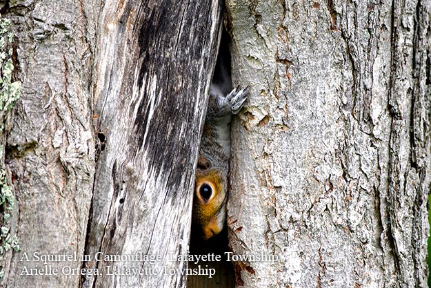 A Squirrel in Camouflage